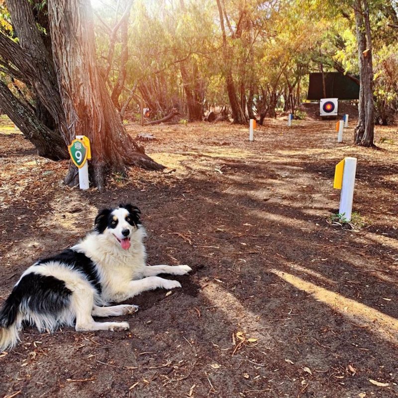 Dog laying on archery range, waiting patiently for his owner